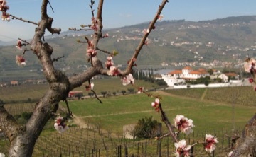 Amendoeira