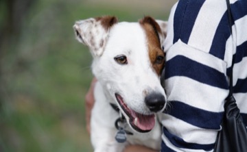 O cão Fúria