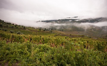 Neblina
