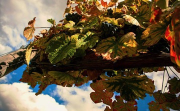 Uvas da Quinta de Tourais