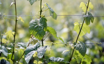 Vinhedo da Quinta de Tourais